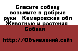 Спасите собаку возьмите в добрые руки - Кемеровская обл. Животные и растения » Собаки   